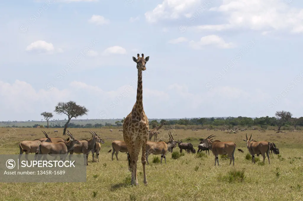 Africa, Kenya, Masai Mara, Masai Giraffe (Giraffa camelopardalis) and gazelles in savannah
