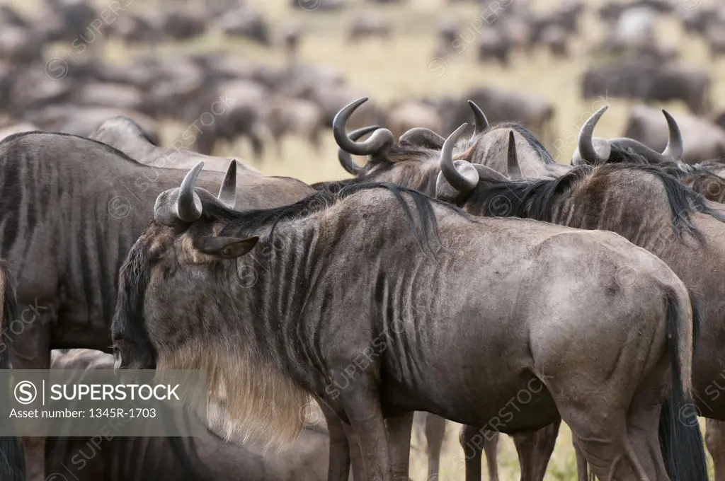 Africa, Kenya, Masai Mara, Wildebeests (Connochaetes taurinus)