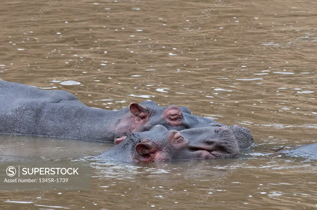 Africa, Kenya, Masai Mara, Hippopotamus (Hippopotamus amphibius) in river