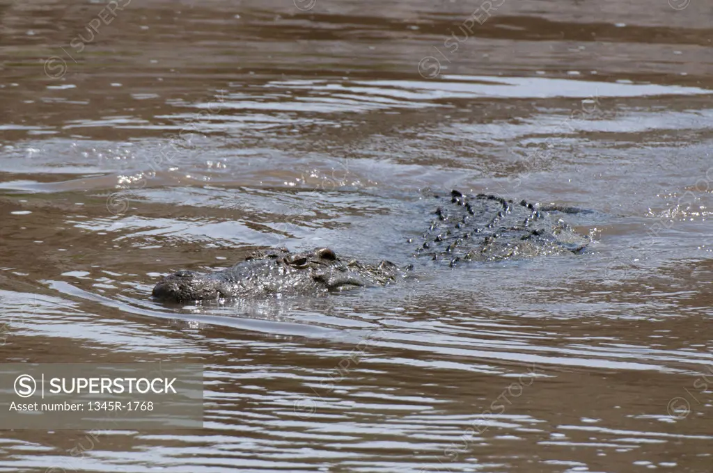 Africa, Kenya, Masai Mara, close up of Nile Crocodile (Crocodilus niloticus) in water