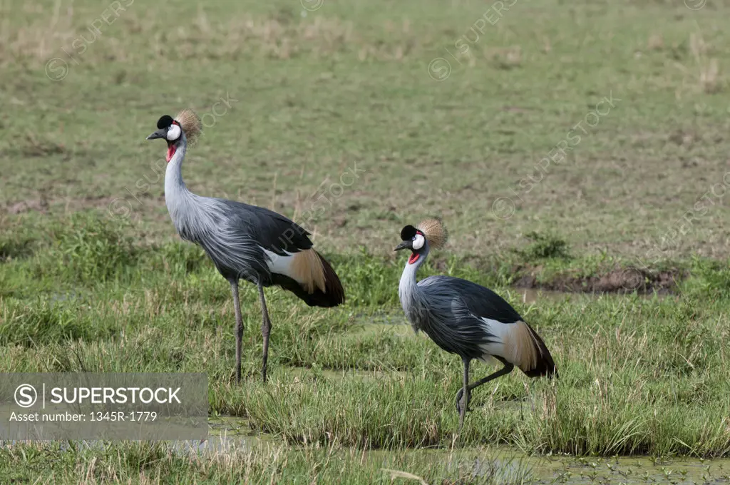 Kenya, Masai Mara National Reserve, Grey-crowned Cranes (Balearica regulorum) by pond
