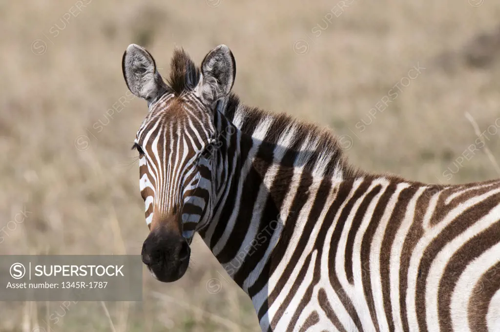 Kenya, Masai Mara National Reserve, Plains Zebra (Equus quagga) on savannah