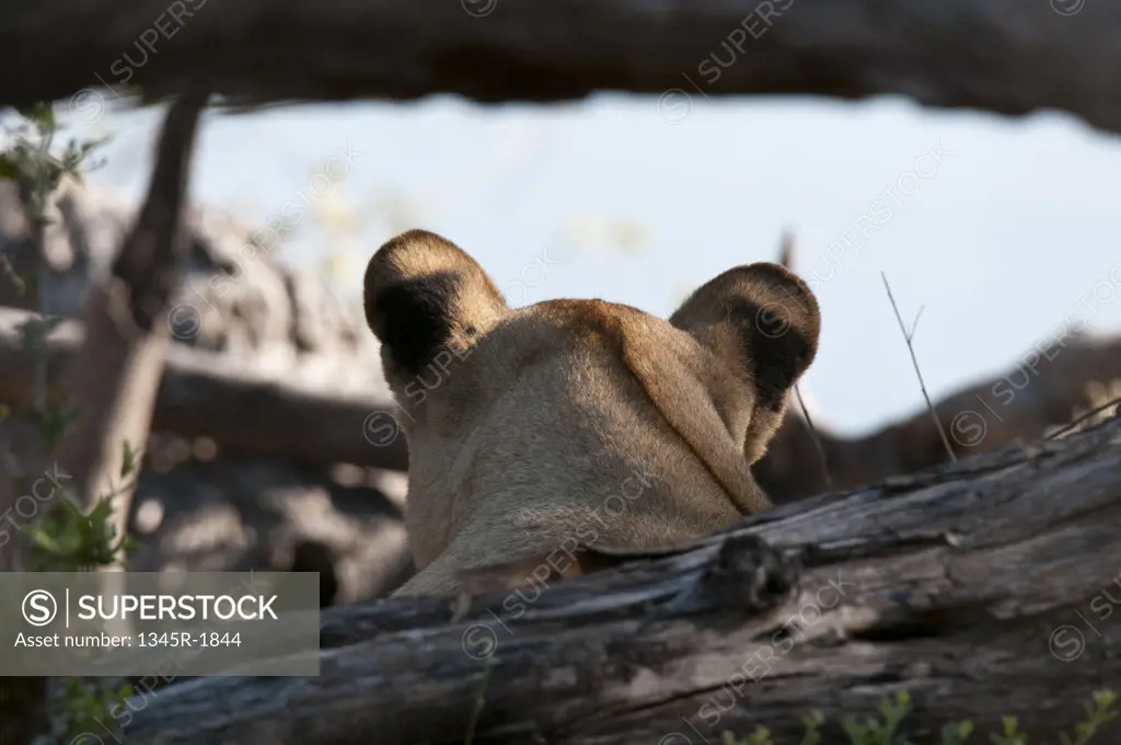 Rear view of a lioness (Panthera leo), Savuti Channel, Linyanti, Botswana