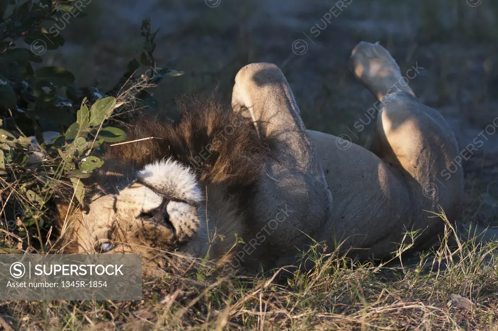 Left-eye blind Lion (Panthera leo) lying on grass, Savuti Channel, Linyanti, Botswana