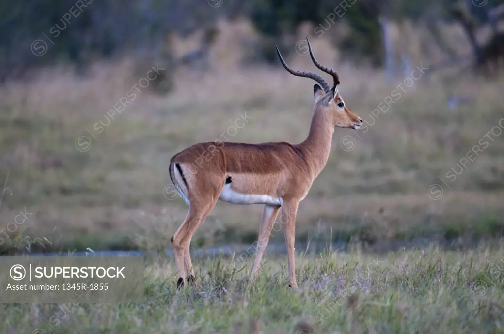 Impala (Aepyceros melampus) standing in a field, Savuti Channel, Linyanti, Botswana