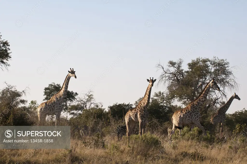 Giraffes (Giraffa camelopardalis) standing in a forest, Savuti Channel, Linyanti, Botswana