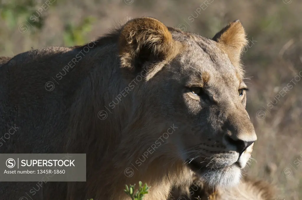 Close-up of a lion (Panthera leo), Savuti Channel, Linyanti, Botswana