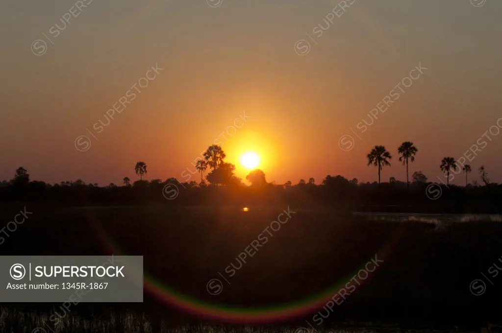 Silhouette of trees at sunrise, Abu Camp, Okavango Delta, Botswana