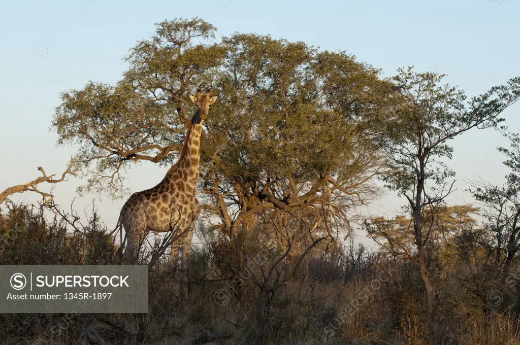 Giraffe (Giraffa camelopardalis) standing in a forest, Okavango Delta, Botswana