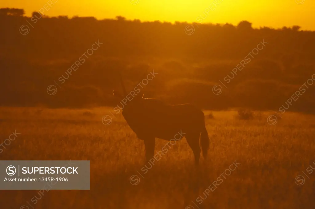 Gemsbok (Oryx gazella) in a field at sunset, Deception Valley, Central Kalahari Game Reserve, Botswana