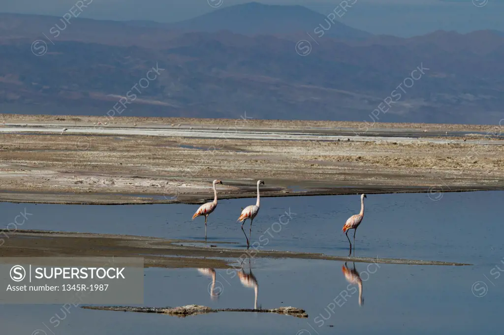 Chile, Atacama Desert, Salar de Atacama, Laguna Chaxa, Chilean Flamingo (Phoenicopterus chilensis) in lake