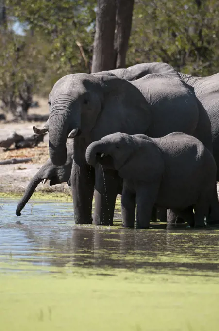 African elephants (Loxodonta africana) with their calves at a waterhole, Savuti Channel, Linyanti, Botswana