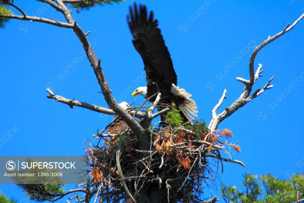 Low angle view of a Bald eagle (Haliaeetus leucocephalus) with its young one