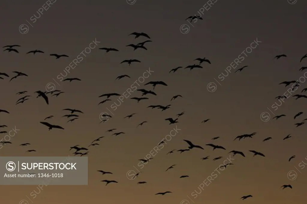 Flock of Ibises at twilight, Venice Rookery, Venice, Florida, USA