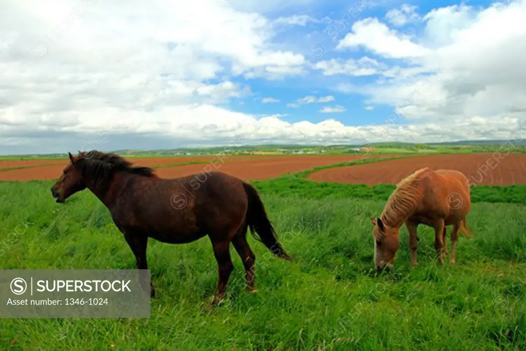 Horses grazing in a pasture, Grand Pre, Annapolis Valley, Nova Scotia, Canada