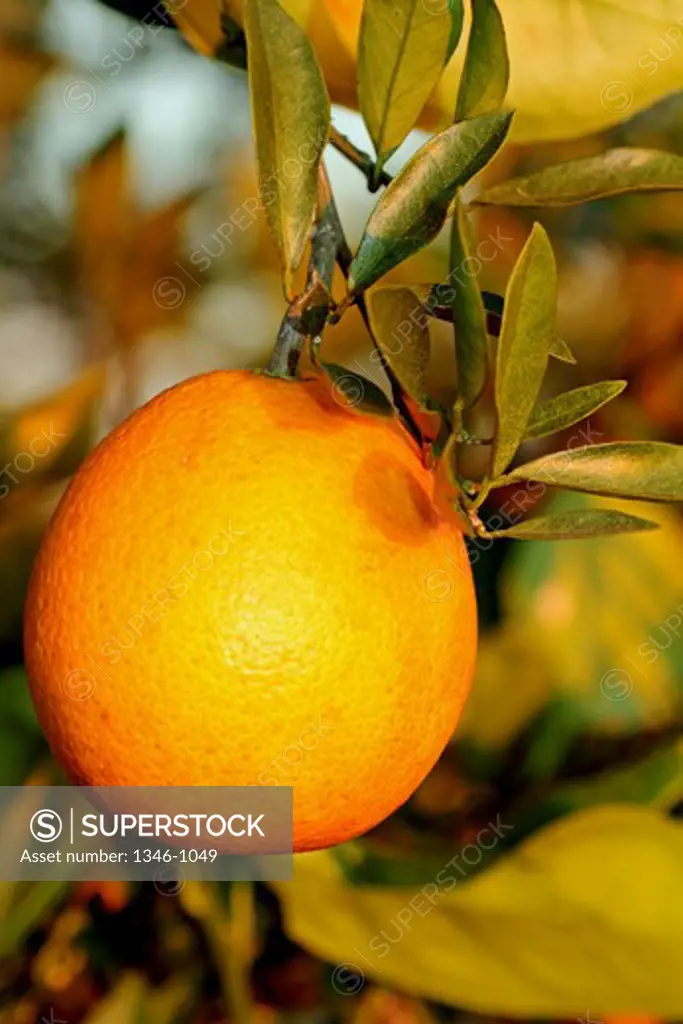 Orange on a tree, Florida, USA