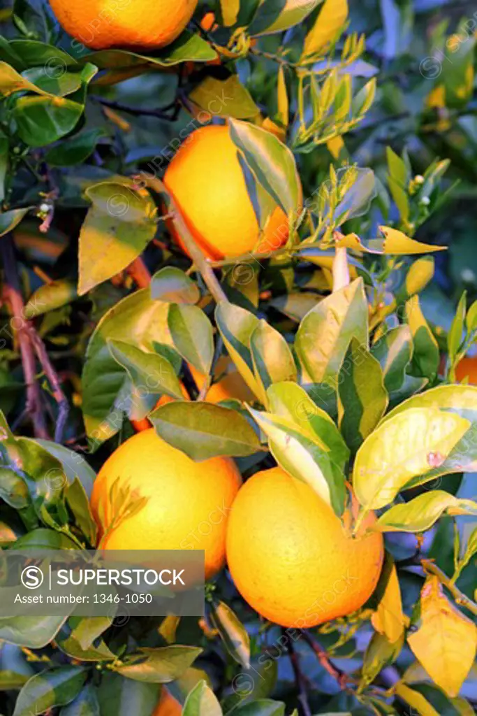 Oranges on a tree, Florida, USA