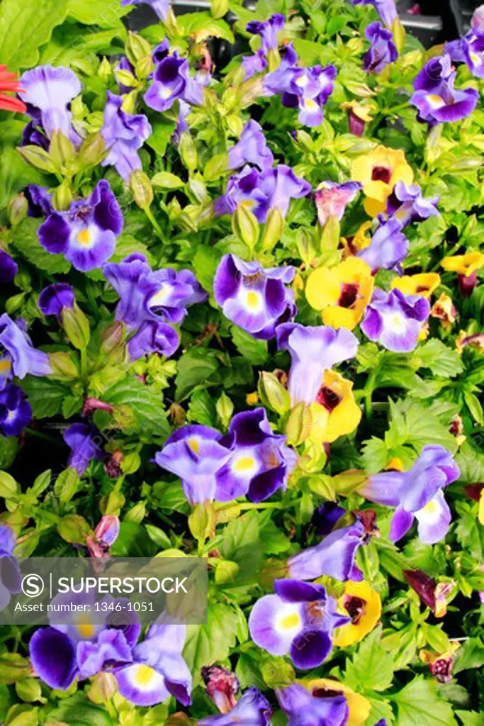 Pansy flowers in a garden