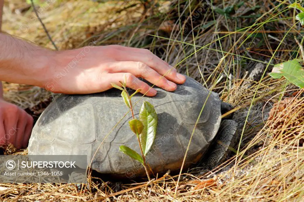 Boy touching the shell of a Gopher Tortoise (Gopherus polyphemus), Florida, USA