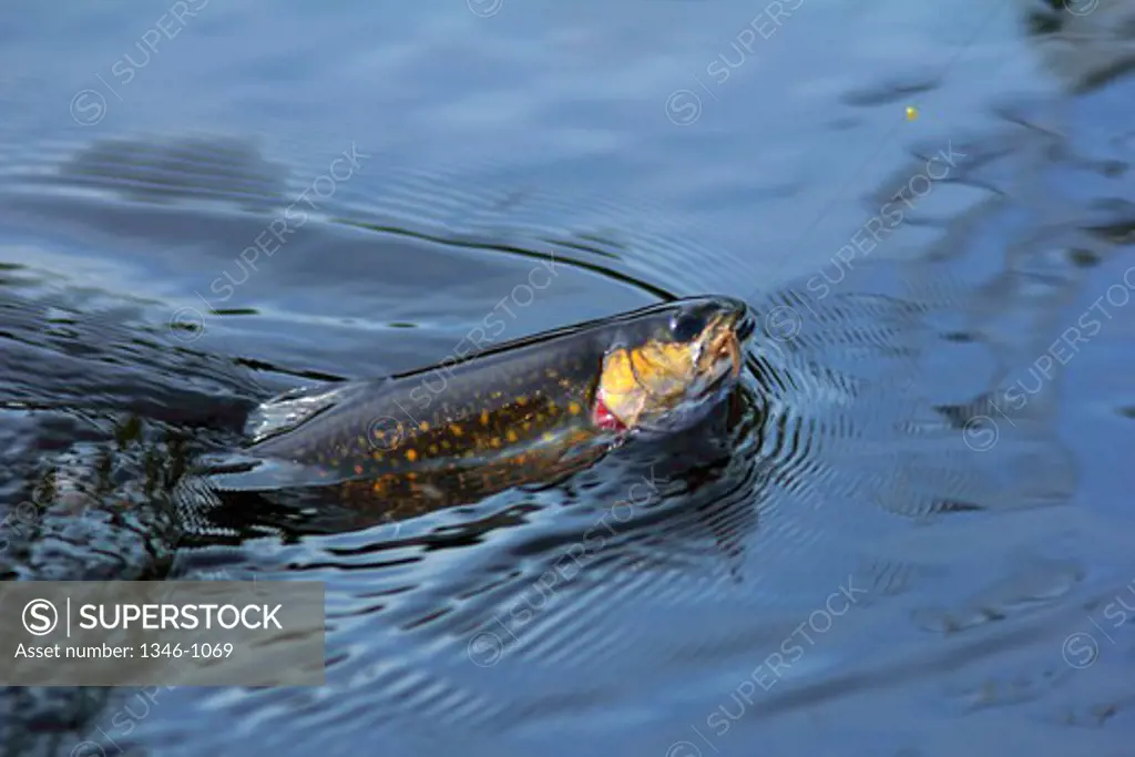 Close-up of a Brook trout (Salvelinus fontinalis) on a fishing line