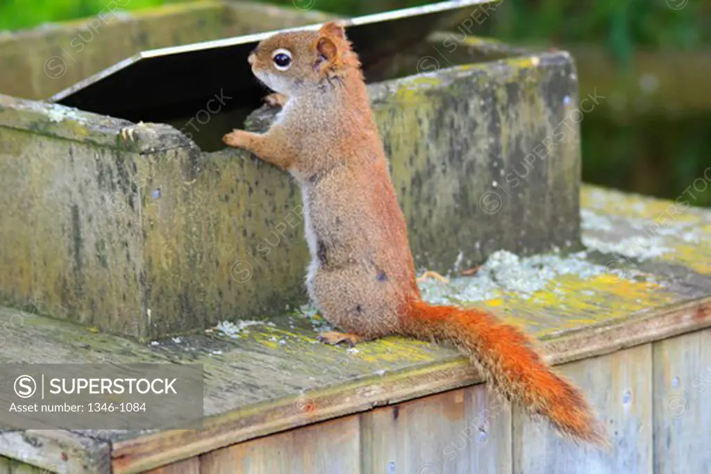 Red squirrel (Tamiasciurus hudsonicus) looking for food in a garbage container