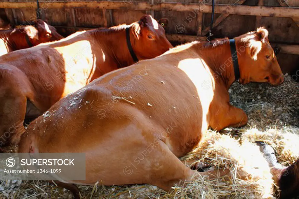 Jersey cattle in a barn
