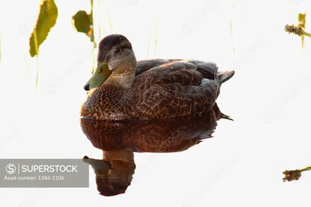 American black duck (Anas rubripes) in water