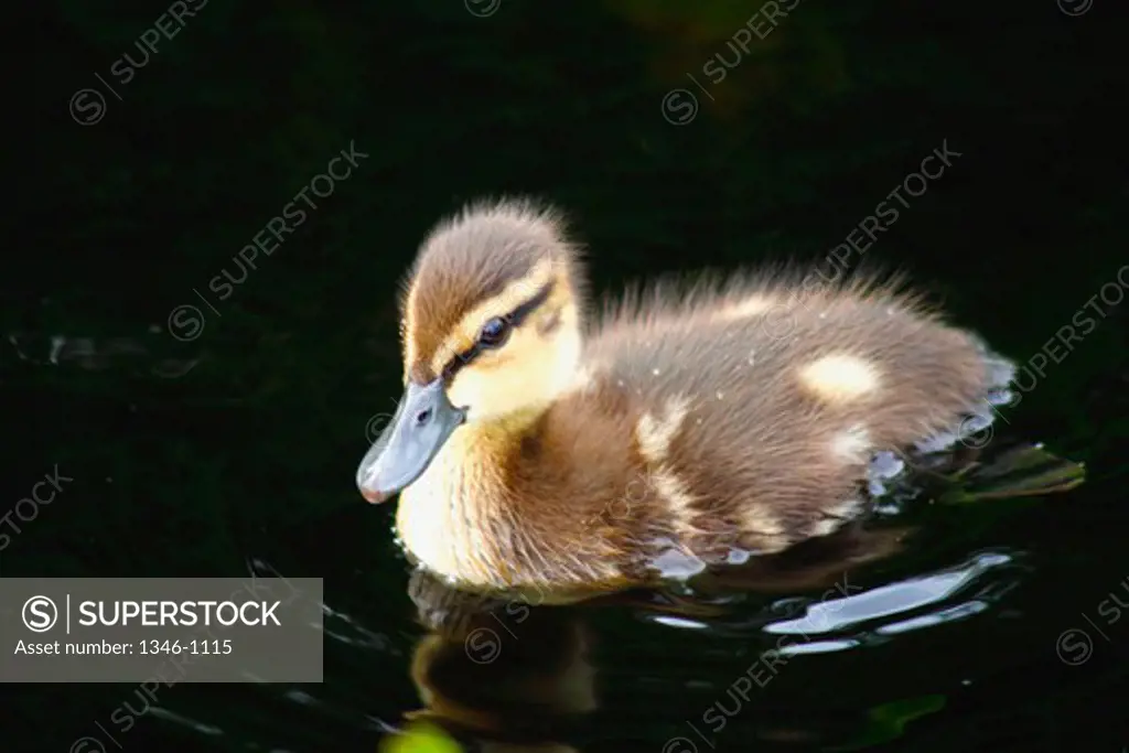 American black duckling (Anas rubripes) in water