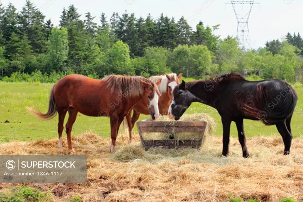Ponies feeding at a trough, Sable Island, Nova Scotia, Canada