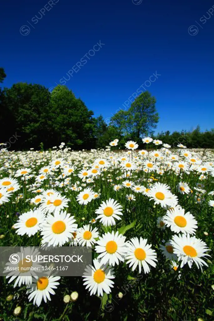 Aster and daisy flowers in a field