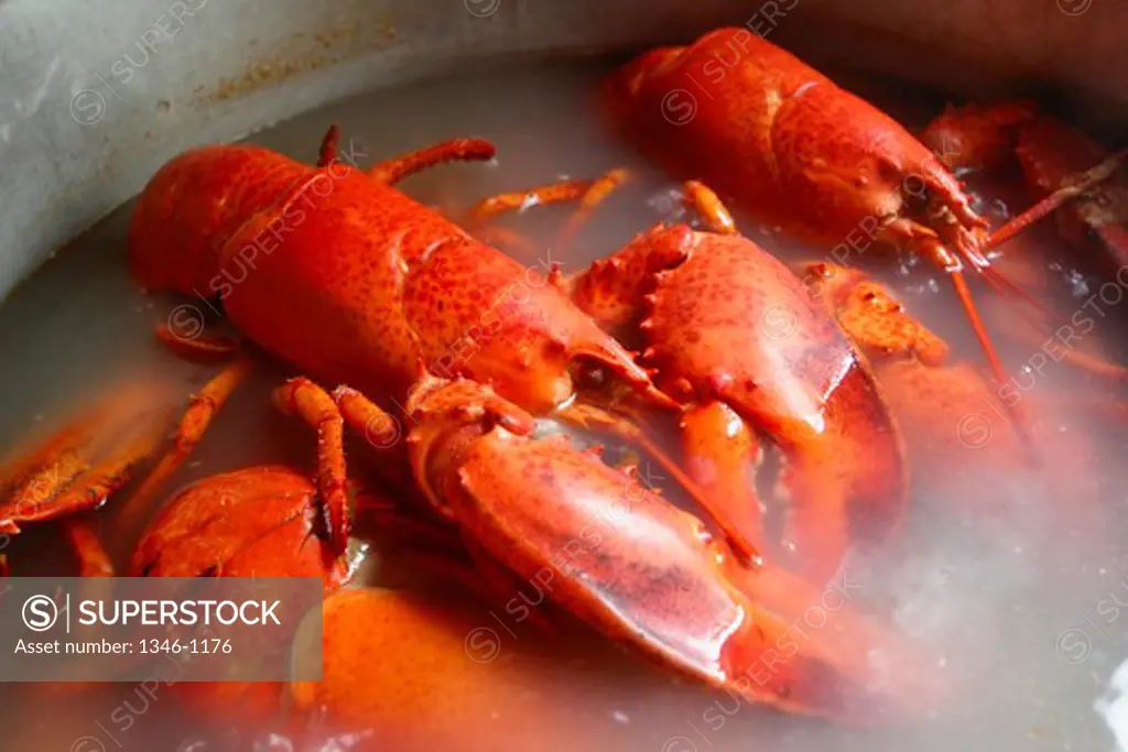 Lobsters being boiled in a pan