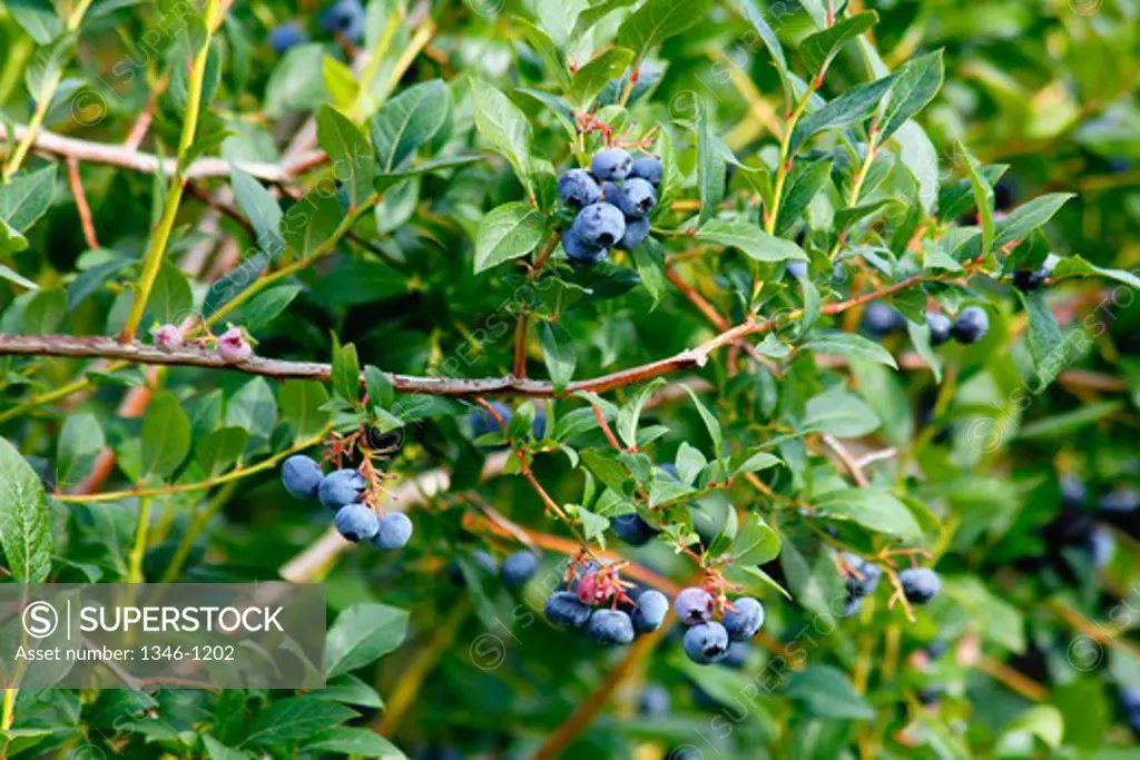 Blueberries growing on a plant