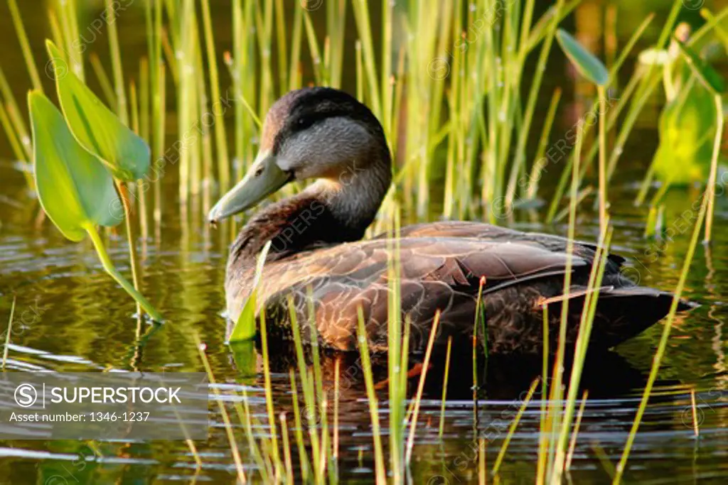 American black duck (Anas rubripes) in water