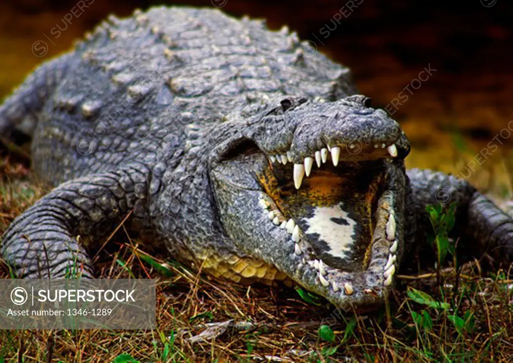 American crocodile (Crocodylus acutus) with its mouth open, Ding Darling Wildlife Refuge, Sanibel, Sanibel Island, Lee County, Florida, USA