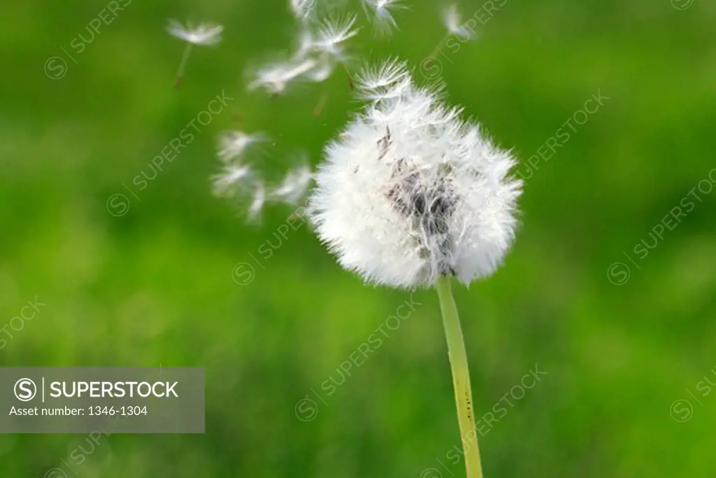 Close-up of Dandelion gone to seed
