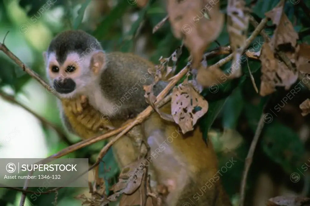 Squirrel Monkey Manuel Antonio National Park Costa Rica  