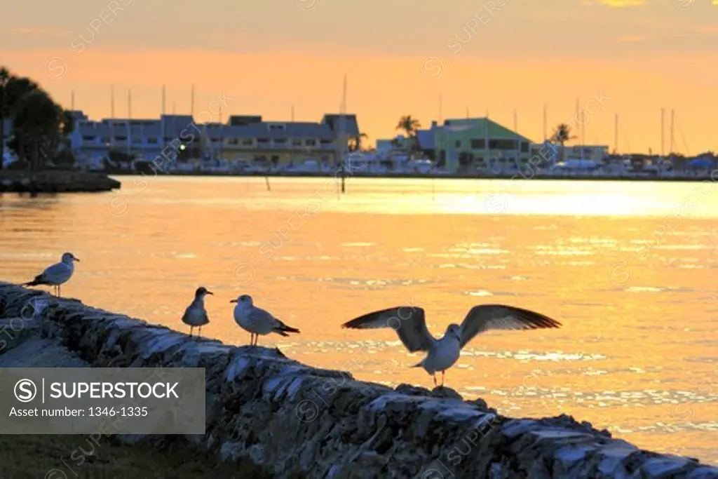 Seagulls at Charlotte Harbor, Fisherman's Village, Punta Gorda, Charlotte County, Florida, USA