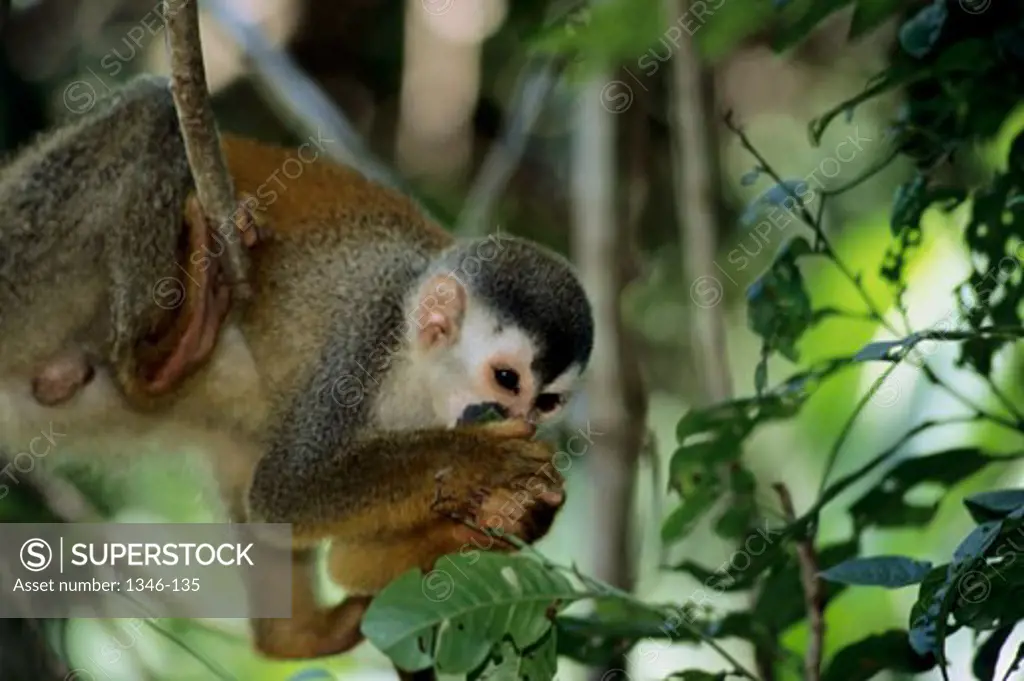 Squirrel Monkey Manuel Antonio National Park Costa Rica