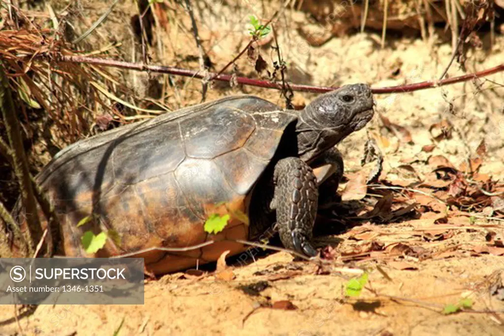 Gopher tortoise (Gopherus polyphemus), Oscar Scherer state park, Florida, USA