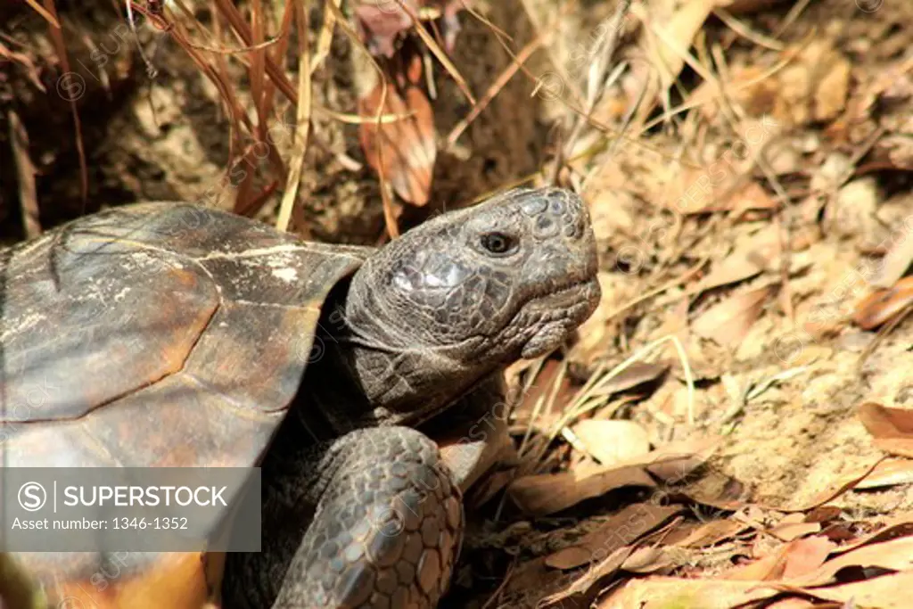 Gopher tortoise (Gopherus polyphemus), Florida, USA