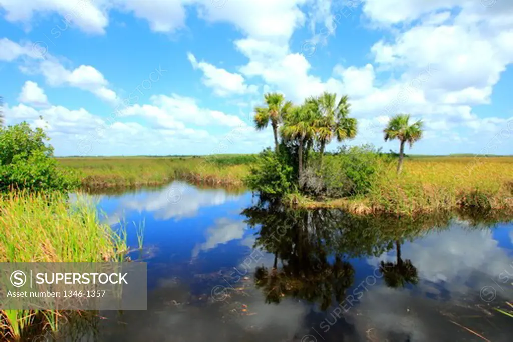 Palm trees and grass in a swamp, Big Cypress Swamp National Preserve, Everglades, Florida, USA