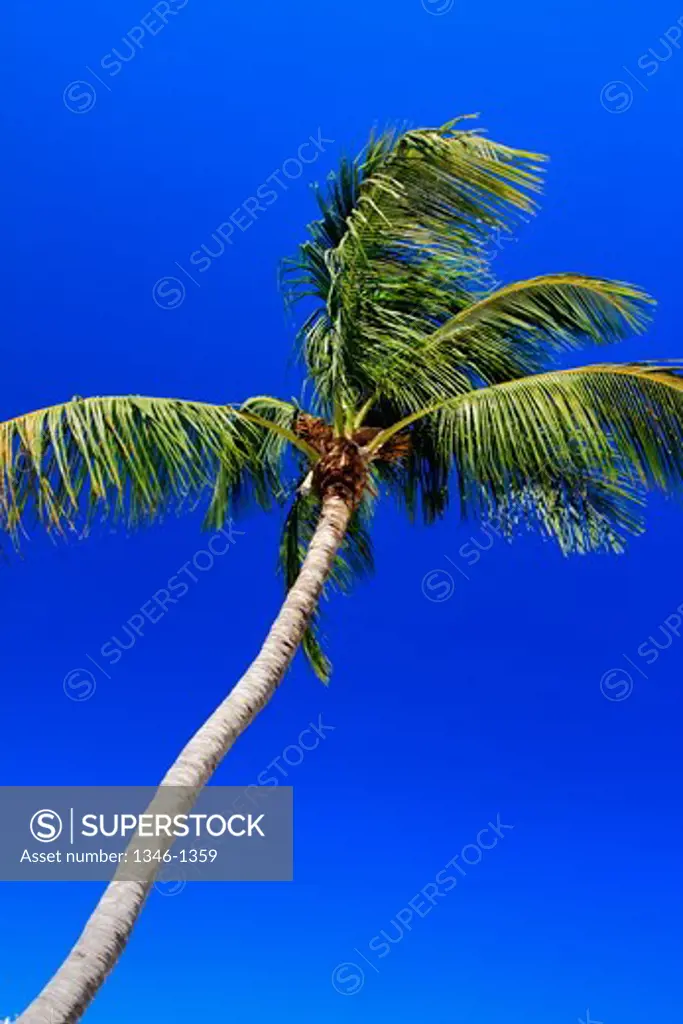 Low angle view of a coconut palm tree, Florida, USA