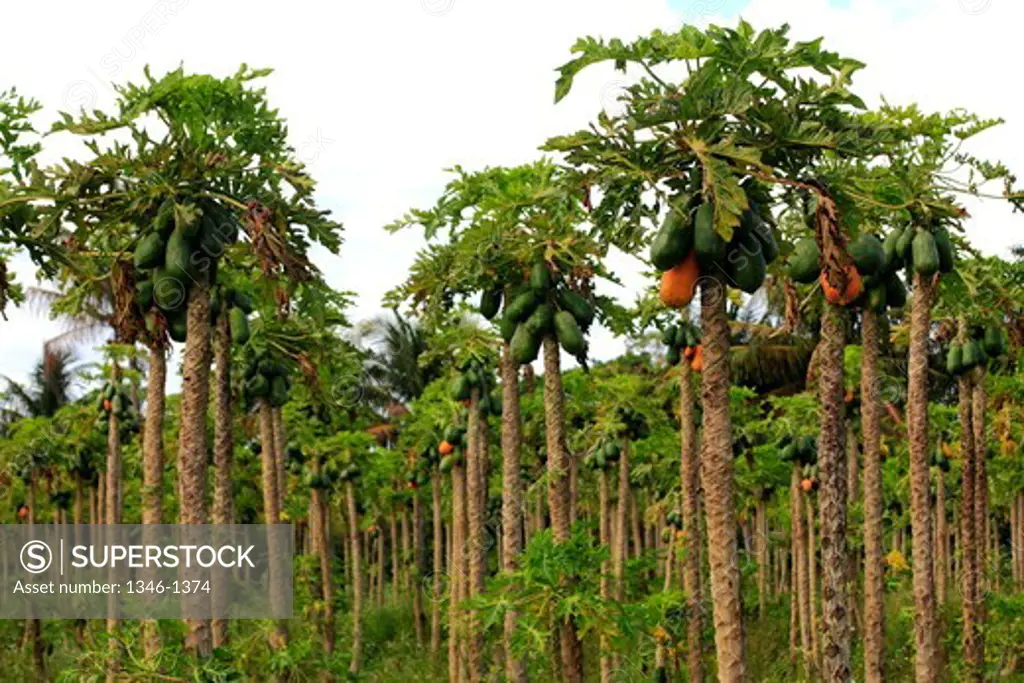 Papaya crop in Homestead, Florida, USA