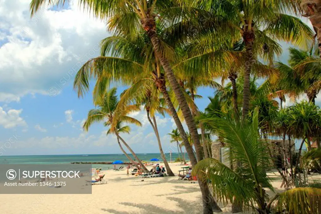 Palm trees on the beach, Smathers Beach, Key West, Florida, USA