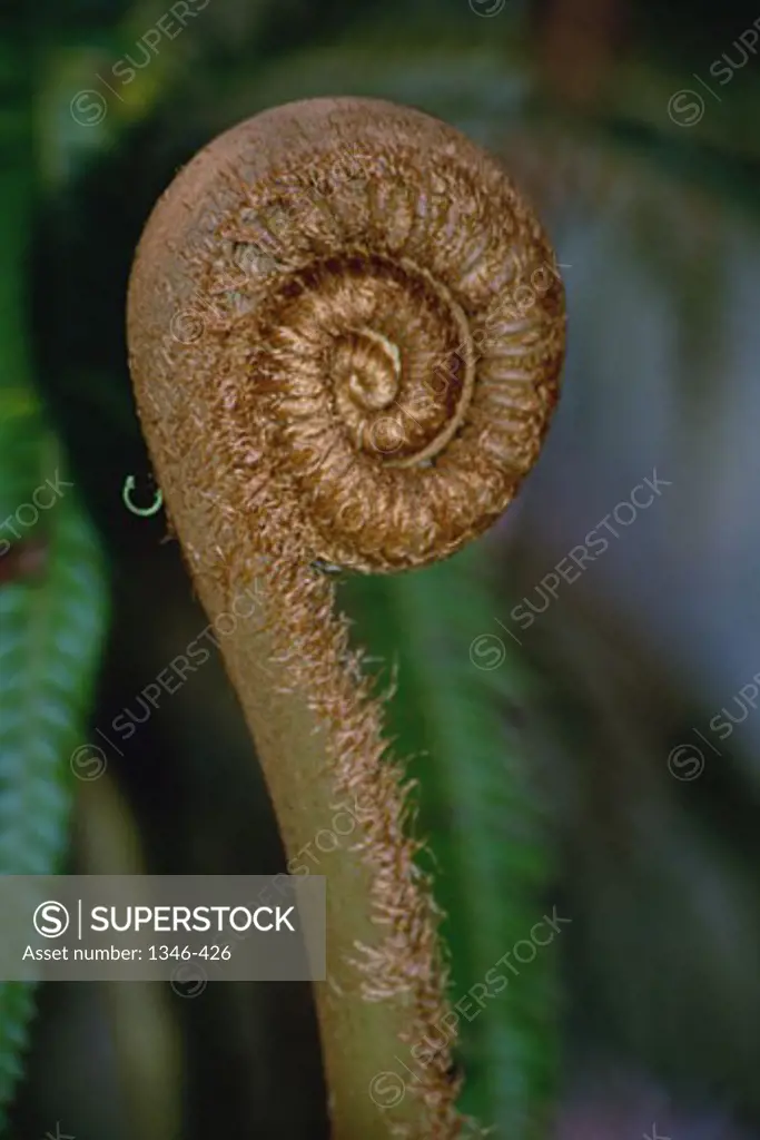 Close-up of Rainforest fern, Hawaii, USA
