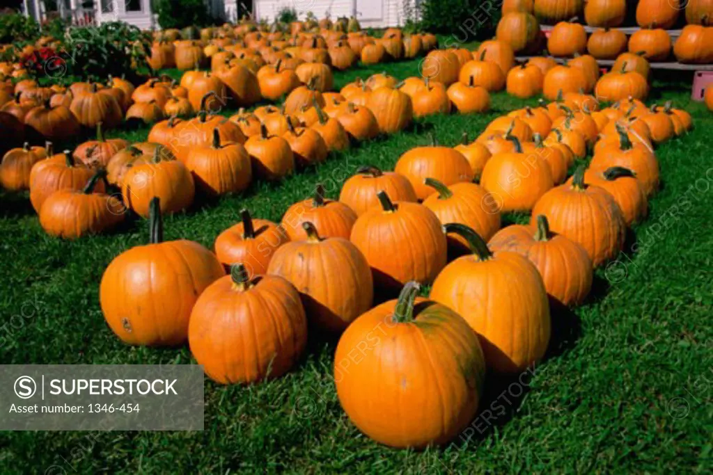 An array of Pumpkins, Lyndonville, Vermont, USA