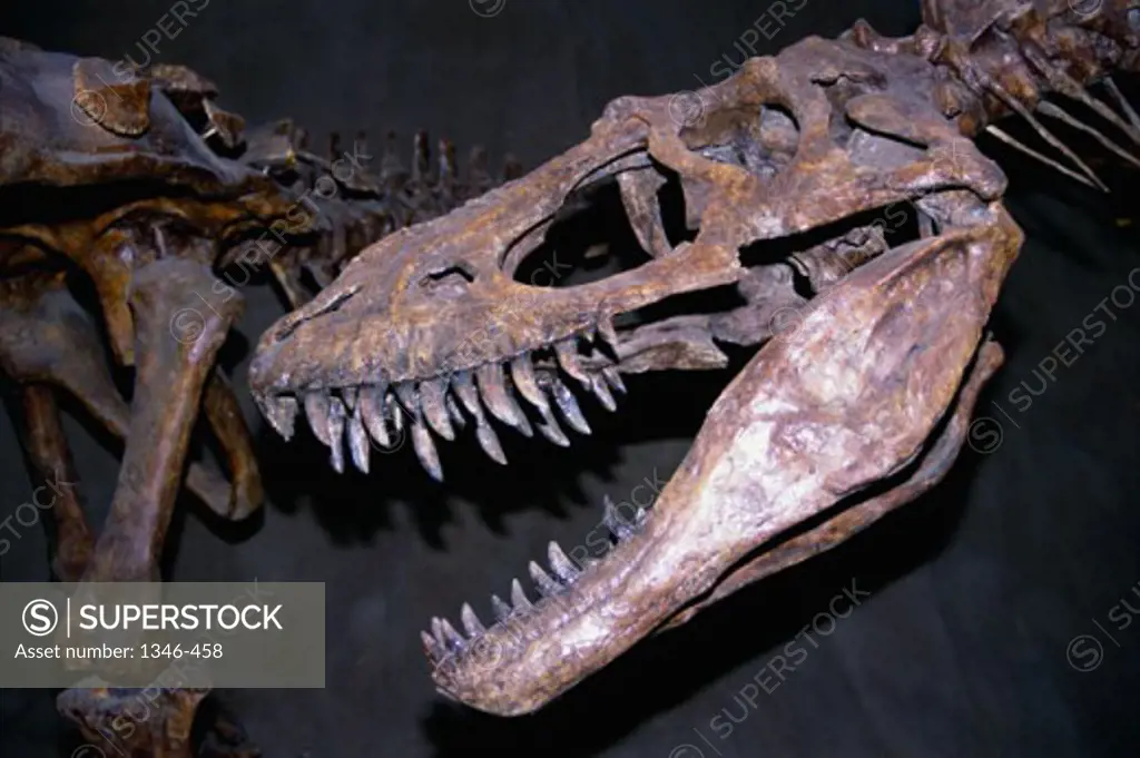 Albertosaurus, Royal Tyrrell Museum, Drumheller, Alberta, Canada