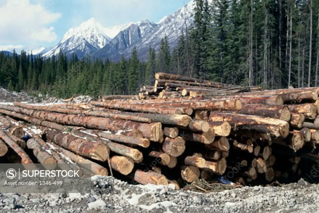 Stack of logs in a forest, Banff, Alberta, Canada