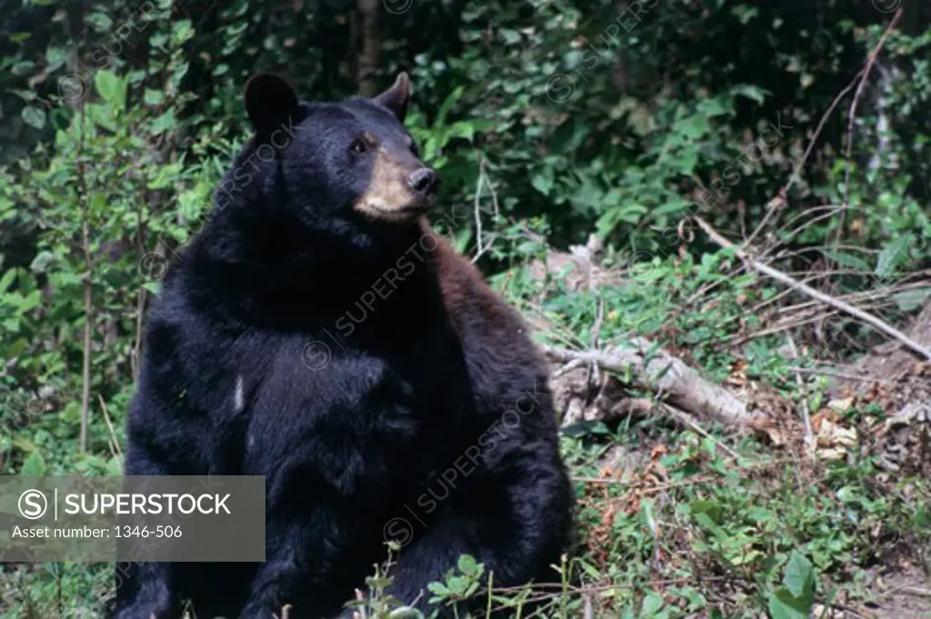 Black Bear in the forest