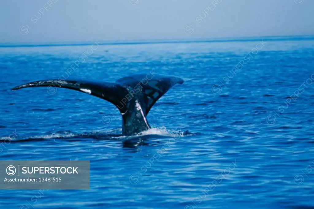 Right Whale in the sea, Bay of Fundy, Canada